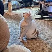 Ajax joined the competition — help win amazing prizes! carpet, cat, cat_tree, coffee_table, cozy, curtains, cushion, furniture, home, houseplant, indoor, living_room, looking_up, natural_light, orange_and_white_cat, person_arm, pet_toy, sitting, table, window