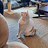 cat, indoor, carpet, cat_tree, window, curtains, coffee_table, furniture, pet_toy, orange_and_white_cat, sitting, looking_up, living_room, houseplant, cushion, table, person_arm, natural_light, cozy, home