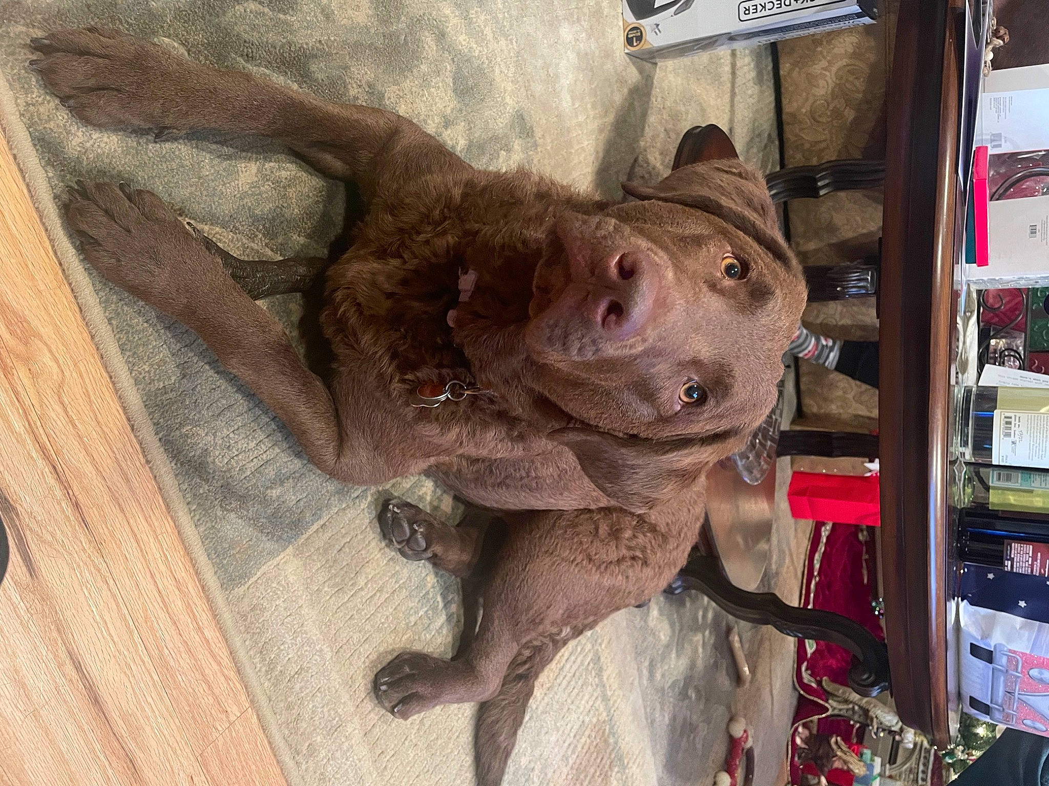 Leia joined the competition — help win amazing prizes! artifact, canidae, carnivore, dog_breed, fawn, fur, hardwood, liver, metal, non_sporting_group, sculpture, shelf, sporting_group, tail, terrestrial_animal, visual_arts, wood, working_animal