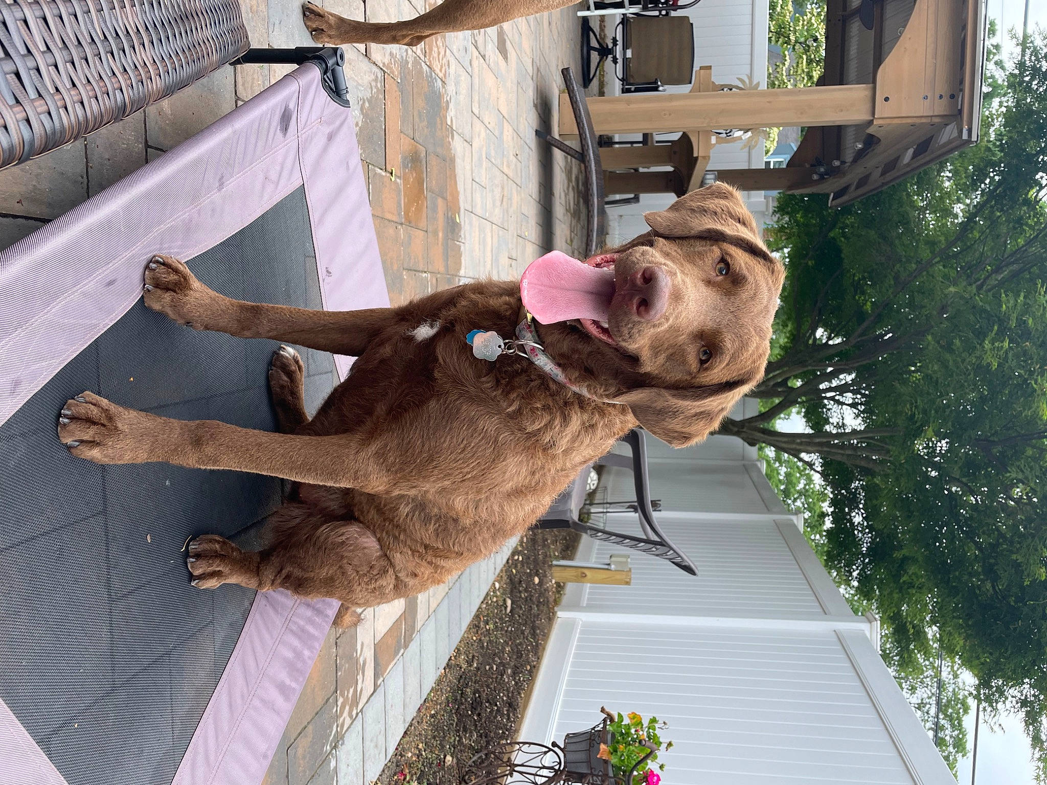 Leia joined the competition — help win amazing prizes! canidae, clock, dog_breed, fawn, fun, fur, hat, liver, plant, snout, sporting_group, tail, tire, tree, wheel, wood, working_animal