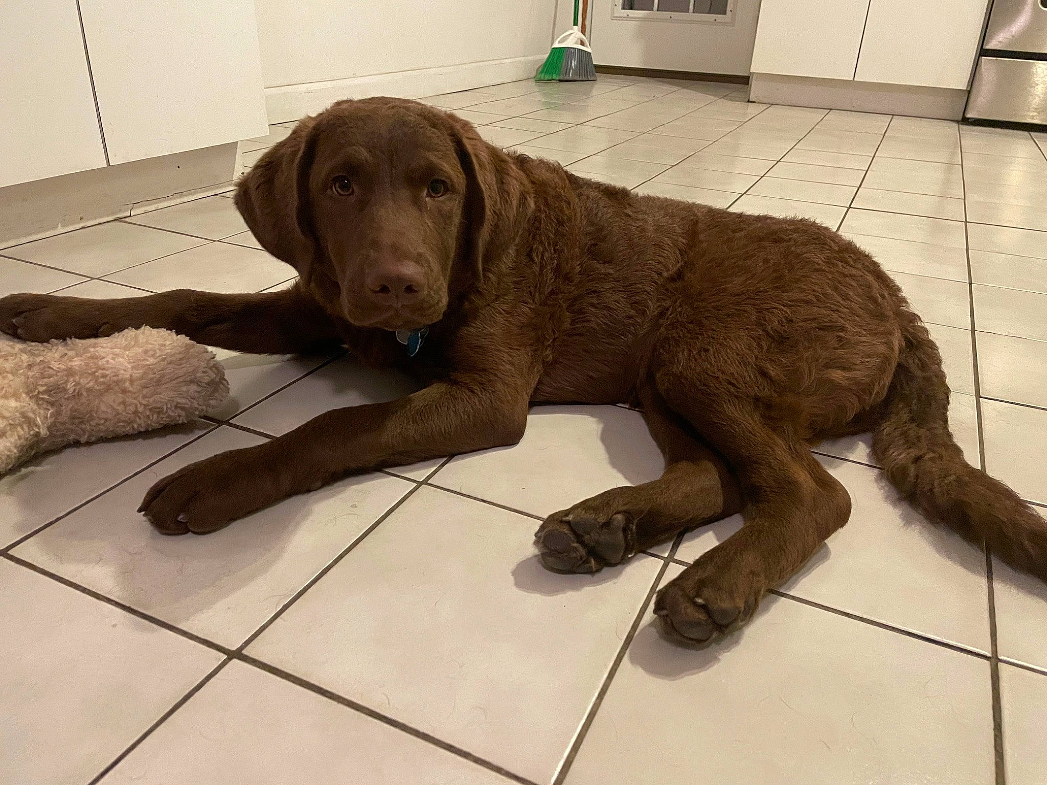 Leia is registered to the contest to win money with this photo: canidae, carnivore, comfort, companion_dog, dog, dog_breed, dog_collar, door_mat, fawn, floor, flooring, foot, fur, gun_dog, liver, snout, sporting_group, tail, terrestrial_animal, working_animal