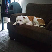Diamond joined the competition — help win amazing prizes! dog, sleeping, lying_down, white_dog, brown_patches, pet, indoor, living_room, armchair, couch, carpet, window, curtains, pet_house, home, furniture, relaxed, resting, portrait, cozy