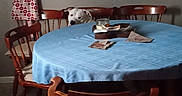 Diamond is registered to the contest to win money with this photo: dog, white_dog, gray_dog, animal, pet, dining_room, dining_table, tablecloth, wooden_chairs, furniture, home_interior, indoor, wall_decor, hanging_decor, apron, plates, papers, floor, dim_lighting, candid_photo