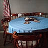 dog, white_dog, gray_dog, animal, pet, dining_room, dining_table, tablecloth, wooden_chairs, furniture, home_interior, indoor, wall_decor, hanging_decor, apron, plates, papers, floor, dim_lighting, candid_photo