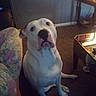 Diamond joined the competition — help win amazing prizes! dog, white_dog, pet, canine, sitting, portrait, indoor, living_room, carpet, couch, floral_cushion, lamp, table, mirror, home, front_facing, short_coat, black_nose, serious_expression, photography