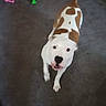 Diamond joined the competition — help win amazing prizes! dog, puppy, white_dog, brown_spots, standing, looking_up, open_mouth, black_nose, happy, indoor, carpet, floor, pet, animal, portrait, full_body, colorful_toys, home, short_hair, playful