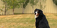 Sadie is registered to the contest to win money with this photo: dog, bernese_mountain_dog, pet, grass, lawn, backyard, trees, fence, sitting, looking_back, portrait, bokeh, black_fur, white_markings, brown_markings, outdoor, nature, summer, canine, fluffy