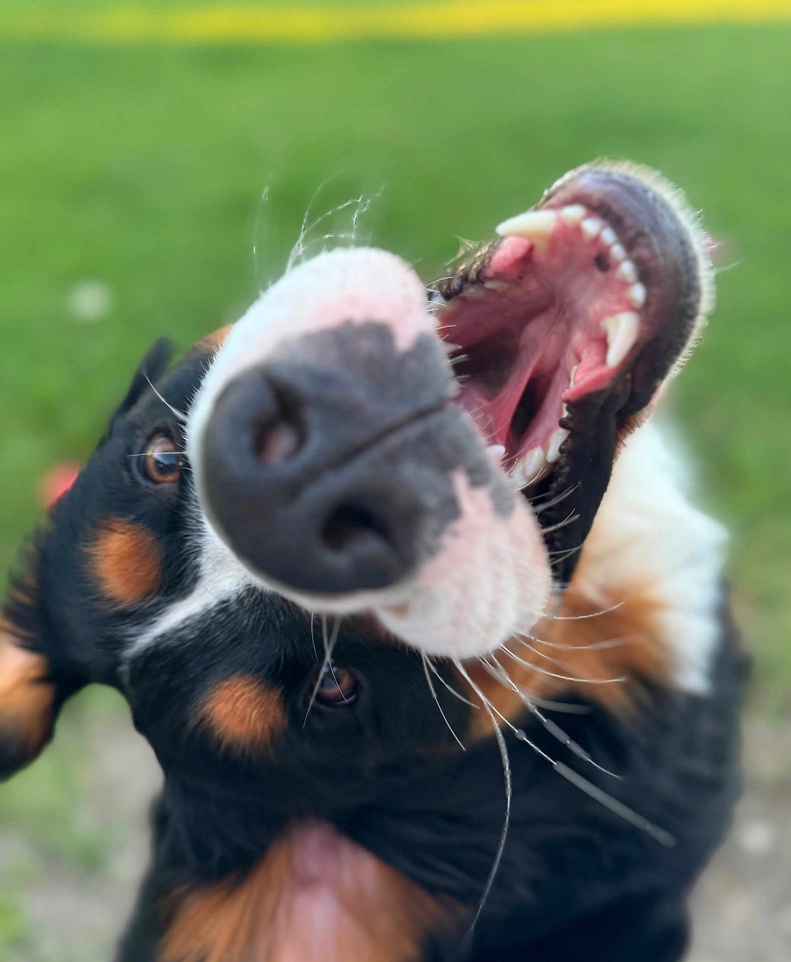 Sadie is registered to the contest to win money with this photo: dog, canine, close_up, nose, mouth, teeth, tongue, whiskers, snout, fur, black_fur, brown_markings, white_markings, playful, happy, portrait, outdoor, grass, bokeh, pet