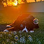 Sadie is registered to the contest to win money with this photo: dog, bernese_mountain_dog, bubbles, grass, sunset, golden_hour, sunflare, backlit, outdoor, pet, lying_down, paws, muzzle, eyes, bokeh, lawn, backyard, closeup, evening, playful