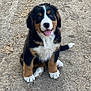 Sadie joined the competition — help win amazing prizes! dog, puppy, bernese_mountain_dog, sitting, outdoor, dirt, tongue_out, paws, fur, tricolor, black_fur, white_fur, brown_fur, close_up, portrait, cute, young, pet, eyes, nose