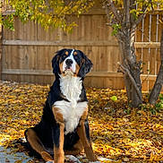 Sadie joined the competition — help win amazing prizes! dog, bernese_mountain_dog, pet, autumn, fallen_leaves, backyard, wooden_fence, portrait, sitting, canine, tricolor_fur, paws, tree, outdoors, fall_colors, shallow_depth_of_field, sunlit, attentive, grass_debris, nose