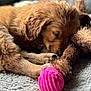dog, puppy, golden_retriever, sleeping, toy, plush_toy, pink_ball, paw, fur, bed, blanket, cozy, close_up, pet, indoor, nose, whiskers, soft_toy, snoozing, portrait