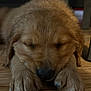dog, puppy, golden_retriever, sleeping, close_up, nose, paw, fur, indoor, wooden_floor, portrait, pet, adorable, cute, whiskers, muzzle, relaxed, domestic_animal, brown, head
