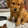 puppy, golden_retriever, dog, pet, kibble, food_bowl, countertop, kitchen, indoor, close_up, portrait, paws, fur, wet_fur, sad_expression, nose, eyes, shallow_depth_of_field, blurred_background, adorable