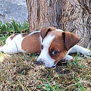 Athos participe au concours pour gagner de l'argent avec cette photo : adorable, animal, brown, closeup, cute, dog, ears, fur, grass, ground, lying, nature, outdoor, pet, playful, puppy, sniffing, tree, white, young