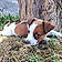 Athos