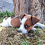 adorable, animal, brown, closeup, cute, dog, ears, fur, grass, ground, lying, nature, outdoor, pet, playful, puppy, sniffing, tree, white, young