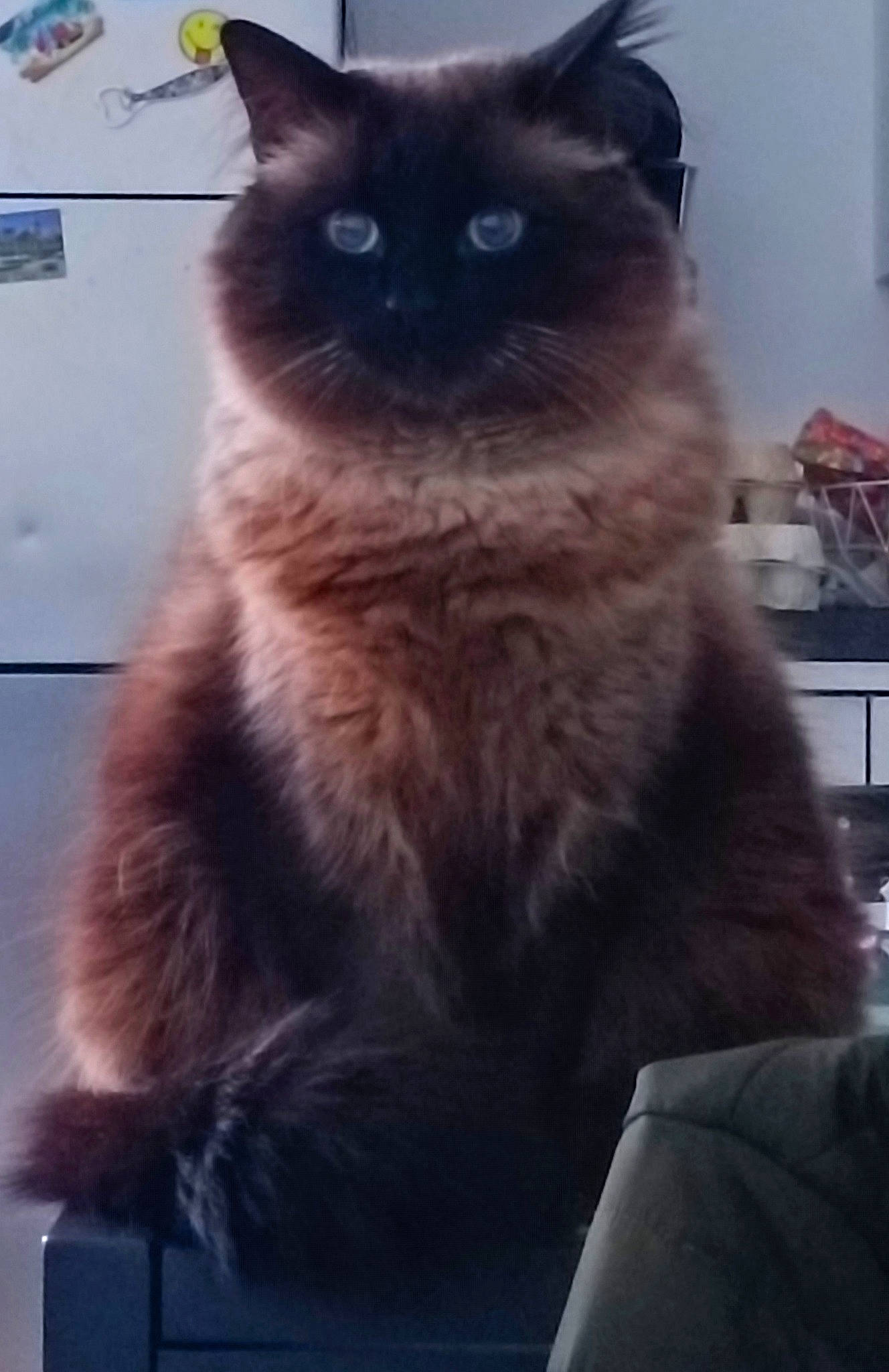 Poupy participe au concours pour gagner de l'argent avec cette photo : balinese, birman, carnivore, cat, electric_blue, fawn, felidae, fur, ragdoll, shelf, siamese, small_to_medium_sized_cats, snout, tail, terrestrial_animal, whiskers