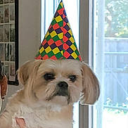 Tara participe au concours pour gagner de l'argent avec cette photo : dog, puppy, small_dog, fluffy, long_hair, tan_fur, white_fur, party_hat, birthday, festive, portrait, pet, indoors, window, fireplace, home, sitting, looking_at_camera, colorful, celebration