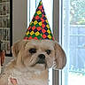 dog, puppy, small_dog, fluffy, long_hair, tan_fur, white_fur, party_hat, birthday, festive, portrait, pet, indoors, window, fireplace, home, sitting, looking_at_camera, colorful, celebration