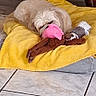 dog, small_dog, fluffy, pet, toy, plush_toy, pink_toy, brown_toy, yellow_blanket, indoors, living_room, tiled_floor, chair, lying_down, playing, chewing, portrait, cute, animal, home