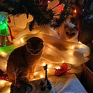 Tater And Heckter is registered to the contest to win money with this photo: cat, christmas_tree, christmas_lights, holiday, festive, decoration, animal, pet, indoor, cozy, warm_lighting, ornament, miniature, winter_scene, curious, feline, soft_texture, tree_branch, toy, sleigh