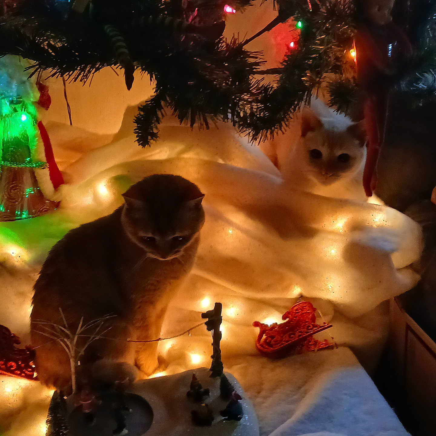 Tater And Heckter is registered to the contest to win money with this photo: animal, cat, christmas_lights, christmas_tree, cozy, curious, decoration, feline, festive, holiday, indoor, miniature, ornament, pet, sleigh, soft_texture, toy, tree_branch, warm_lighting, winter_scene