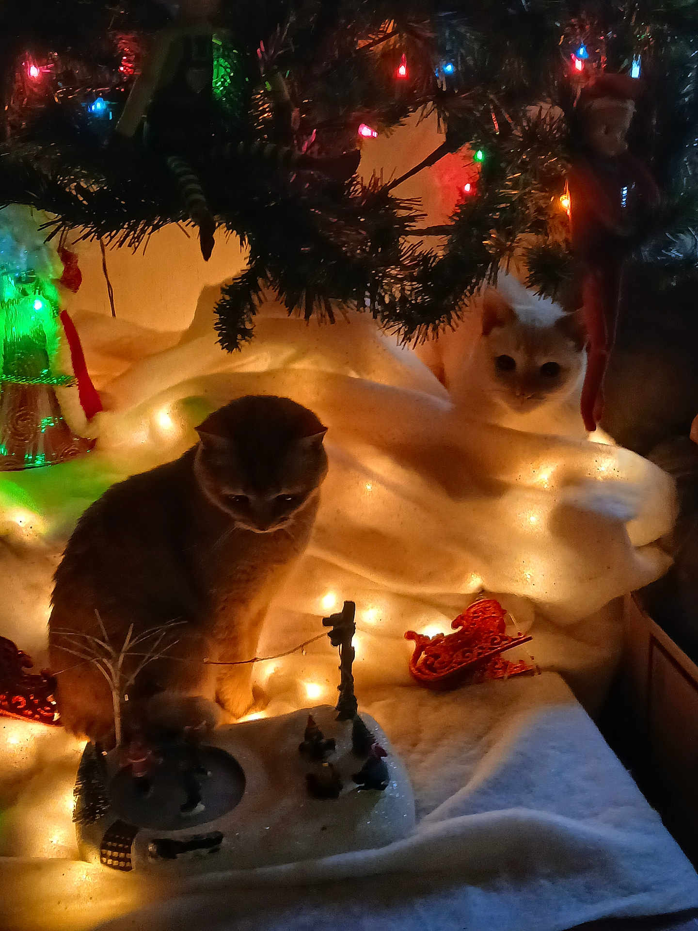 Tater And Heckter is registered to the contest to win money with this photo: cat, christmas_tree, christmas_lights, holiday, festive, decoration, animal, pet, indoor, cozy, warm_lighting, ornament, miniature, winter_scene, curious, feline, soft_texture, tree_branch, toy, sleigh