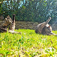 Chachat participe au concours pour gagner de l'argent avec cette photo : cat, grass, sunlight, garden, stone_wall, greenery, leafy_bushes, outdoor, pet, animal, feline, stretching, relaxed, nature, daylight, three_cats, playful, sunny, mammal, fur