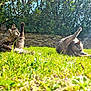 cat, grass, sunlight, garden, stone_wall, greenery, leafy_bushes, outdoor, pet, animal, feline, stretching, relaxed, nature, daylight, three_cats, playful, sunny, mammal, fur