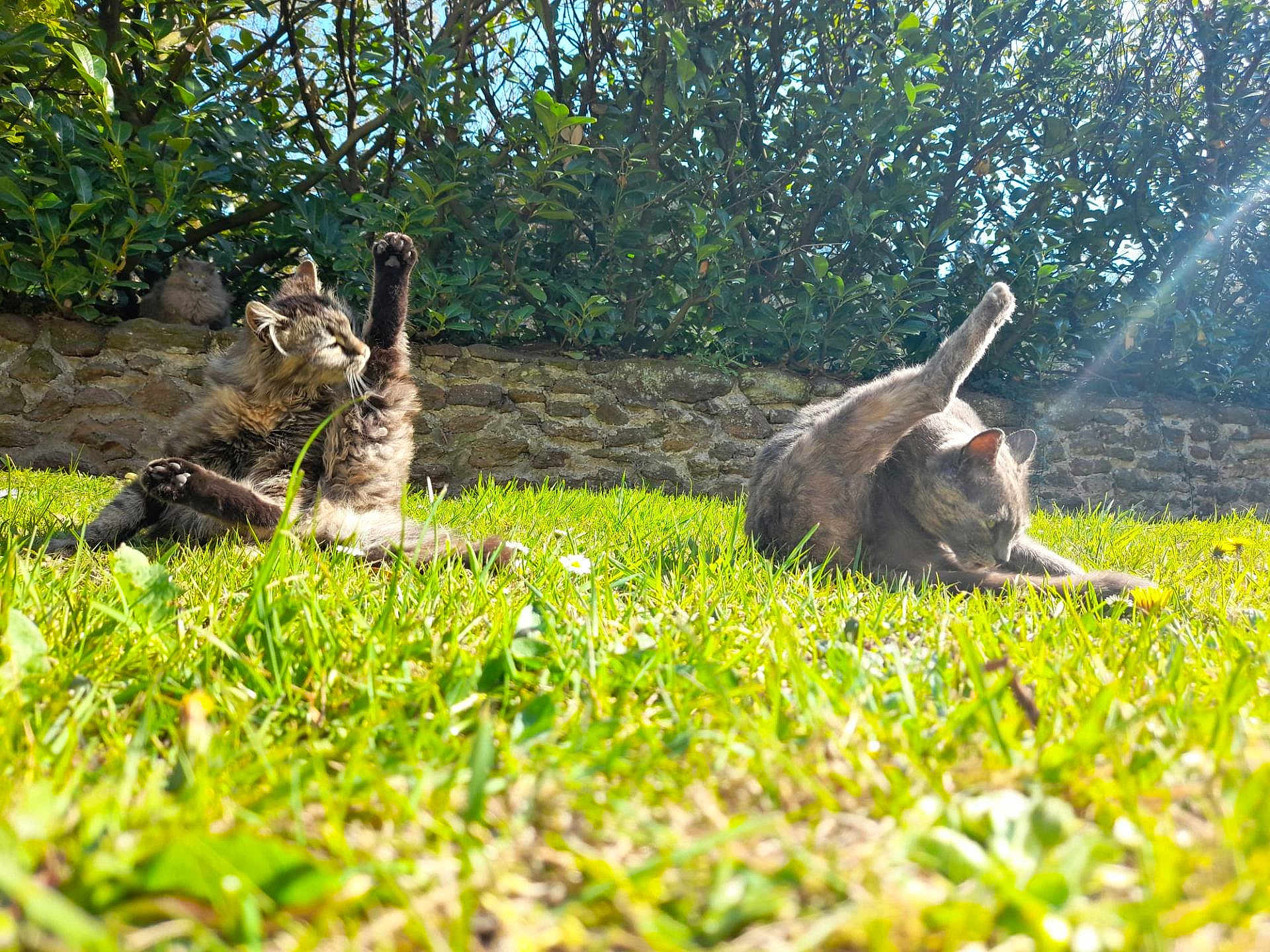 Chatchat a rejoint le concours — aidez-le/la à gagner de superbes lots ! cat, cats, grass, garden, sunlight, stone_wall, bushes, outdoor, pet, animal, grooming, nature, greenery, sunbeam, playful, fur, mammal, relaxing, daylight, three_cats