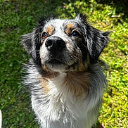Gina a rejoint le concours — aidez-le/la à gagner de superbes lots ! animal, canine, closeup, cute, daylight, dog, ears, fluffy, friendly, fur, grass, looking_up, nature, nose, outdoor, pet, portrait, sunlight, tricolor, whiskers