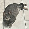 Kai is registered to the contest to win money with this photo: cat, gray_cat, tabby, pet, animal, feline, indoor, floor, tiled_floor, relaxed, resting, paws, green_eyes, fur, whiskers, looking_at_camera, domestic_cat, cute, calm, home