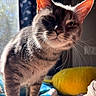 Kai joined the competition — help win amazing prizes! cat, close_up, whiskers, indoor, sunlight, window, bed, blanket, pillow, curious, feline, pet, animal, soft_light, domestic, cozy, fur, portrait, sleeping_area, relaxed