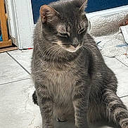 Kai is registered to the contest to win money with this photo: cat, gray_tabby, sitting, indoor, tiled_floor, sunlight, whiskers, ears, tail, feline, pet, fur, quiet, relaxed, home, blue_wall, carpet, floor, animal, domestic