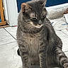 cat, gray_tabby, sitting, indoor, tiled_floor, sunlight, whiskers, ears, tail, feline, pet, fur, quiet, relaxed, home, blue_wall, carpet, floor, animal, domestic