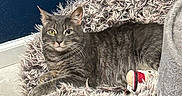 Kai joined the competition — help win amazing prizes! cat, tabby_cat, pet_bed, fluffy_bed, indoor, gray_cat, shaggy_texture, toy, plush_toy, floor, wall, relaxed, resting, fur, animal, cute, domestic_cat, feline, looking_at_camera, cozy