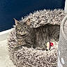 cat, tabby_cat, pet_bed, fluffy_bed, indoor, gray_cat, shaggy_texture, toy, plush_toy, floor, wall, relaxed, resting, fur, animal, cute, domestic_cat, feline, looking_at_camera, cozy