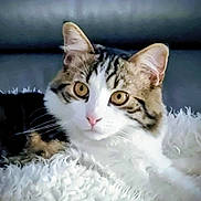 Hypnose participe au concours pour gagner de l'argent avec cette photo : cat, tabby, animal, pet, feline, fur, whiskers, ears, eyes, nose, blanket, white, fluffy, couch, indoor, resting, closeup, cute, cozy, relaxed
