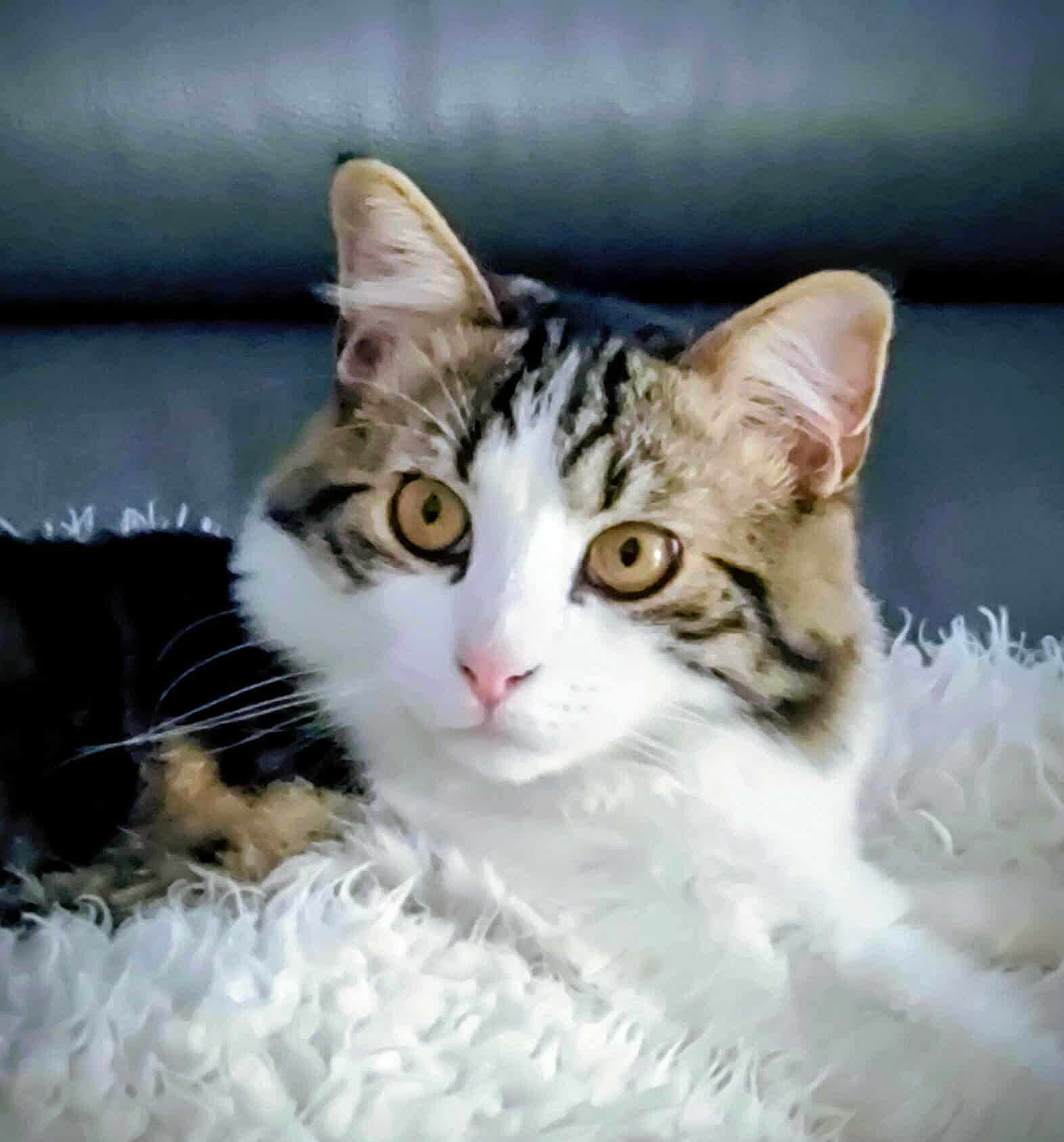 Hypnose participe au concours pour gagner de l'argent avec cette photo : cat, tabby, animal, pet, feline, fur, whiskers, ears, eyes, nose, blanket, white, fluffy, couch, indoor, resting, closeup, cute, cozy, relaxed