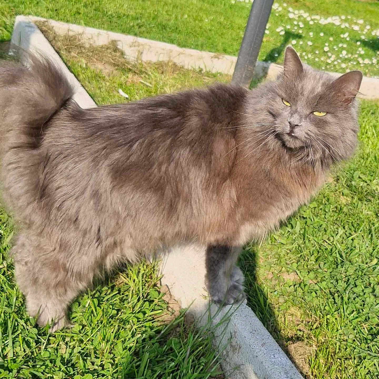 Stroufette participe au concours pour gagner de l'argent avec cette photo : angora, animal, backyard, cat, field, grass, grassland, jar, kitten, lawn, manx, nature, outdoors, pet, plant, planter, pottedplant, pottery, vase, yard