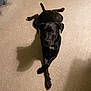 dog, black_dog, carpet, indoor, pet, animal, laying_down, crossed_paws, curious, two_dogs, shadow, collar, dog_tag, floor, relaxed, companion, cute, friendship, quiet, home