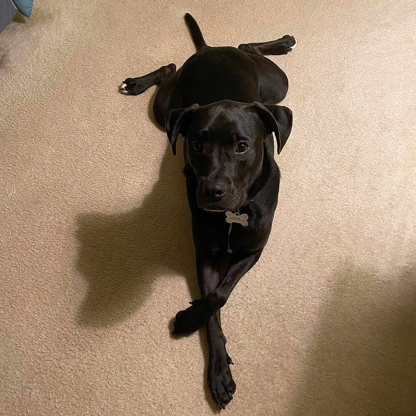 Chance is registered to the contest to win money with this photo: animal, black_dog, carpet, collar, companion, crossed_paws, curious, cute, dog, dog_tag, floor, friendship, home, indoor, laying_down, pet, quiet, relaxed, shadow, two_dogs