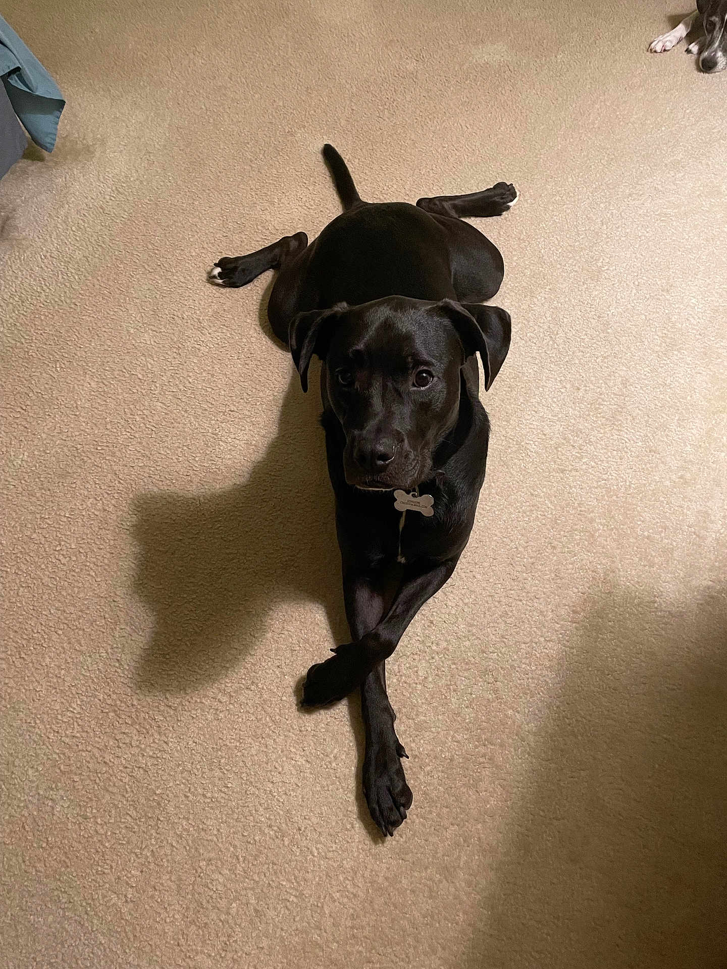 Chance is registered to the contest to win money with this photo: dog, black_dog, carpet, indoor, pet, animal, laying_down, crossed_paws, curious, two_dogs, shadow, collar, dog_tag, floor, relaxed, companion, cute, friendship, quiet, home