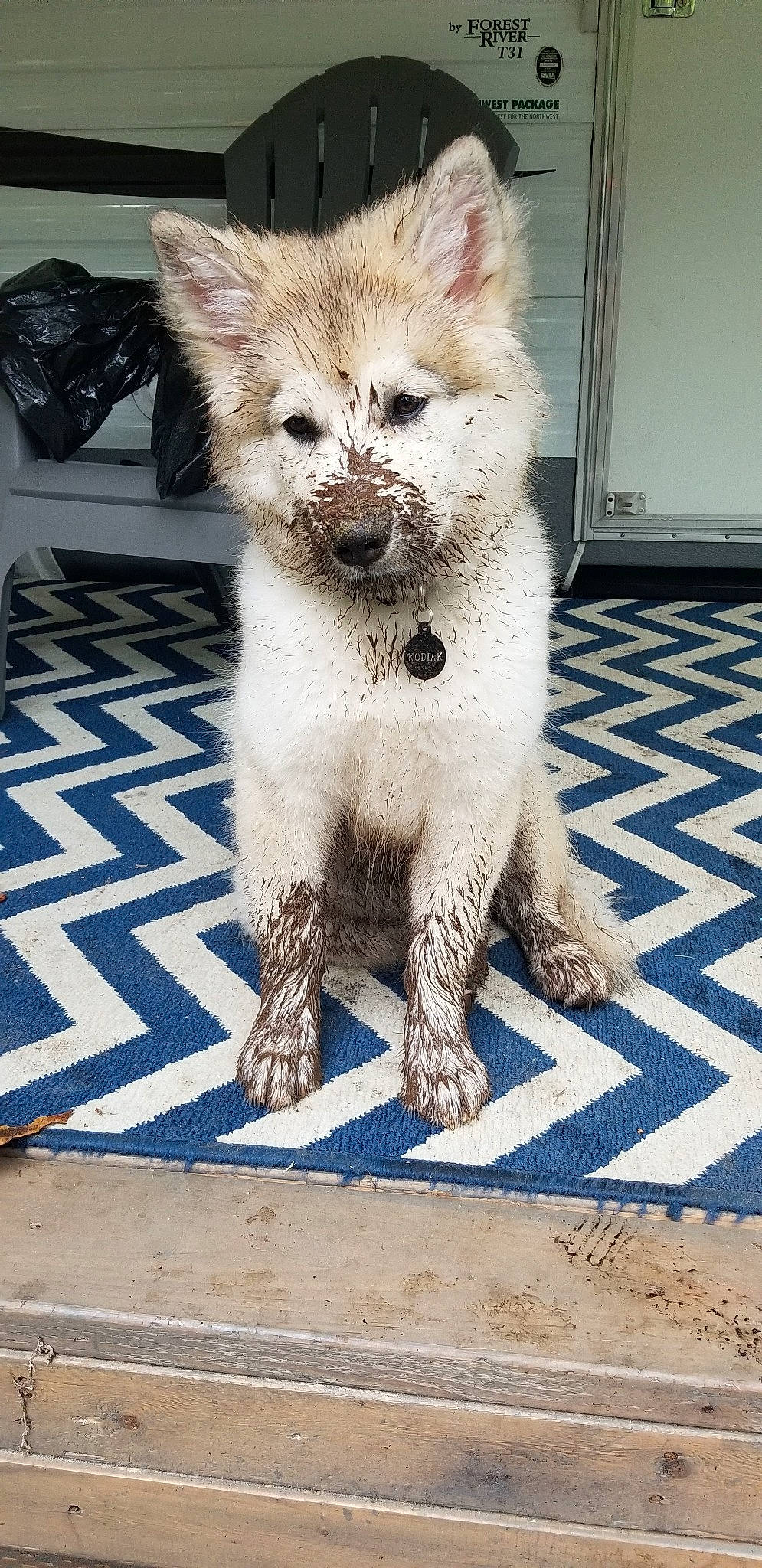 Kodiak is registered to the contest to win money with this photo: akita, canidae, carnivore, companion_dog, dog, dog_breed, kintamani, mammal, mudi, non_sporting_group, pomeranian, puppy, rare_breed_dog, vertebrate, whiskers