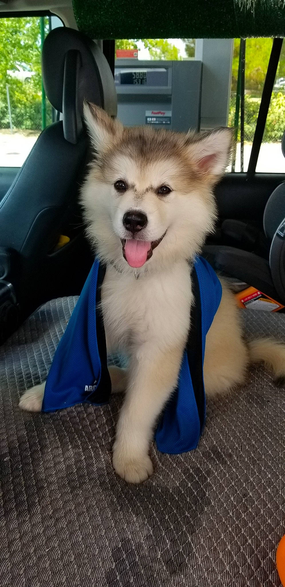 Kodiak is registered to the contest to win money with this photo: alaskan_malamute, ancient_dog_breeds, canadian_eskimo_dog, canidae, carnivore, companion_dog, dog, dog_breed, greenland_dog, mammal, miniature_siberian_husky, puppy, rare_breed_dog, sakhalin_husky, siberian_husky, sled_dog, spitz, sporting_group, vertebrate, working_dog