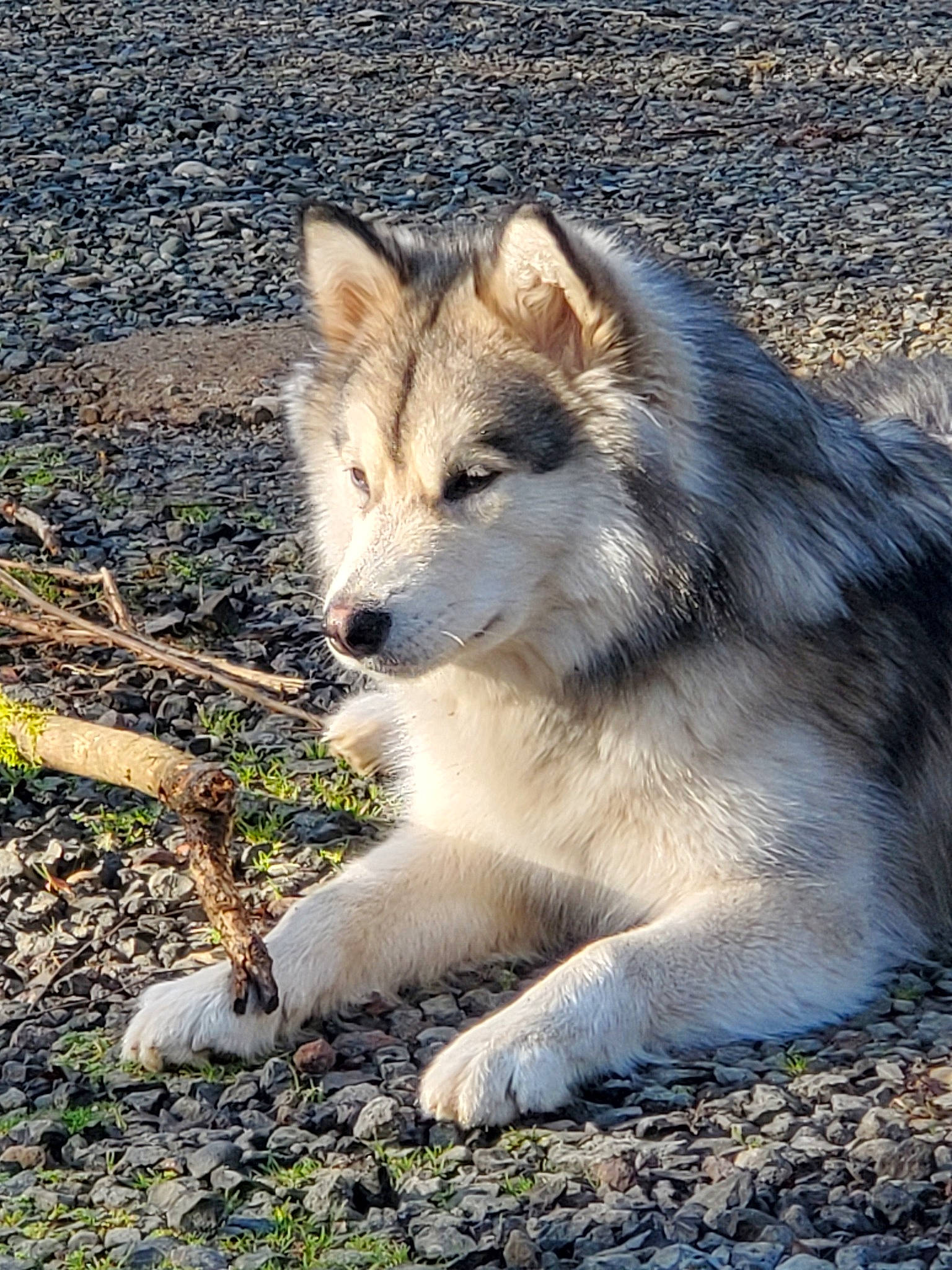 Kodiak is registered to the contest to win money with this photo: alaskan_malamute, canadian_eskimo_dog, canidae, canis, canis_lupus_tundrarum, carnivore, czechoslovakian_wolfdog, dog, dog_breed, greenland_dog, mammal, native_american_indian_dog, northern_inuit_dog, saarloos_wolfdog, siberian_husky, snout, tamaskan_dog, vertebrate, wildlife, wolfdog
