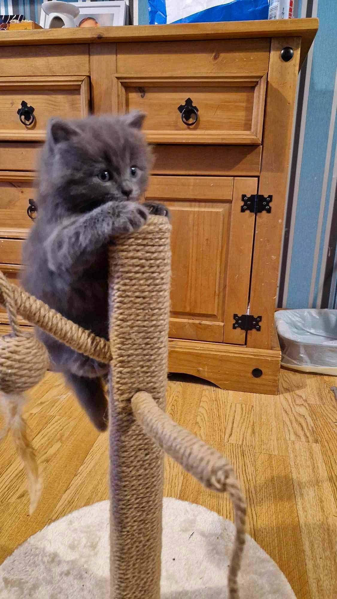 Smokey joined the competition — help win amazing prizes! cabinetry, carnivore, cat, cat_supply, chair, domestic_short_haired_cat, fawn, felidae, flooring, fur, grey, hardwood, mammal, russian_blue, small_to_medium_sized_cats, tail, varnish, whiskers, wood, wood_stain