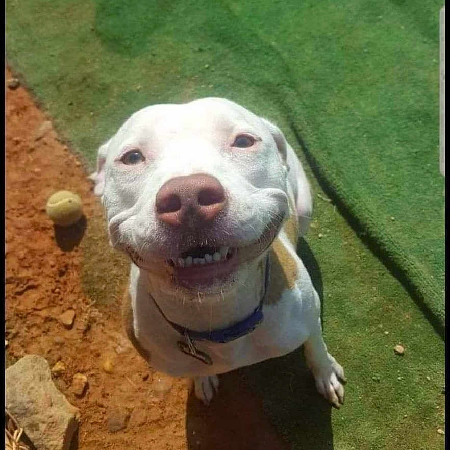 Angel is registered to the contest to win money with this photo: animal, ball, bulldog, canine, clothing, dog, face, footwear, grass, head, person, pet, photography, plant, puppy, shoe, soil, sport, tennis, tennisball