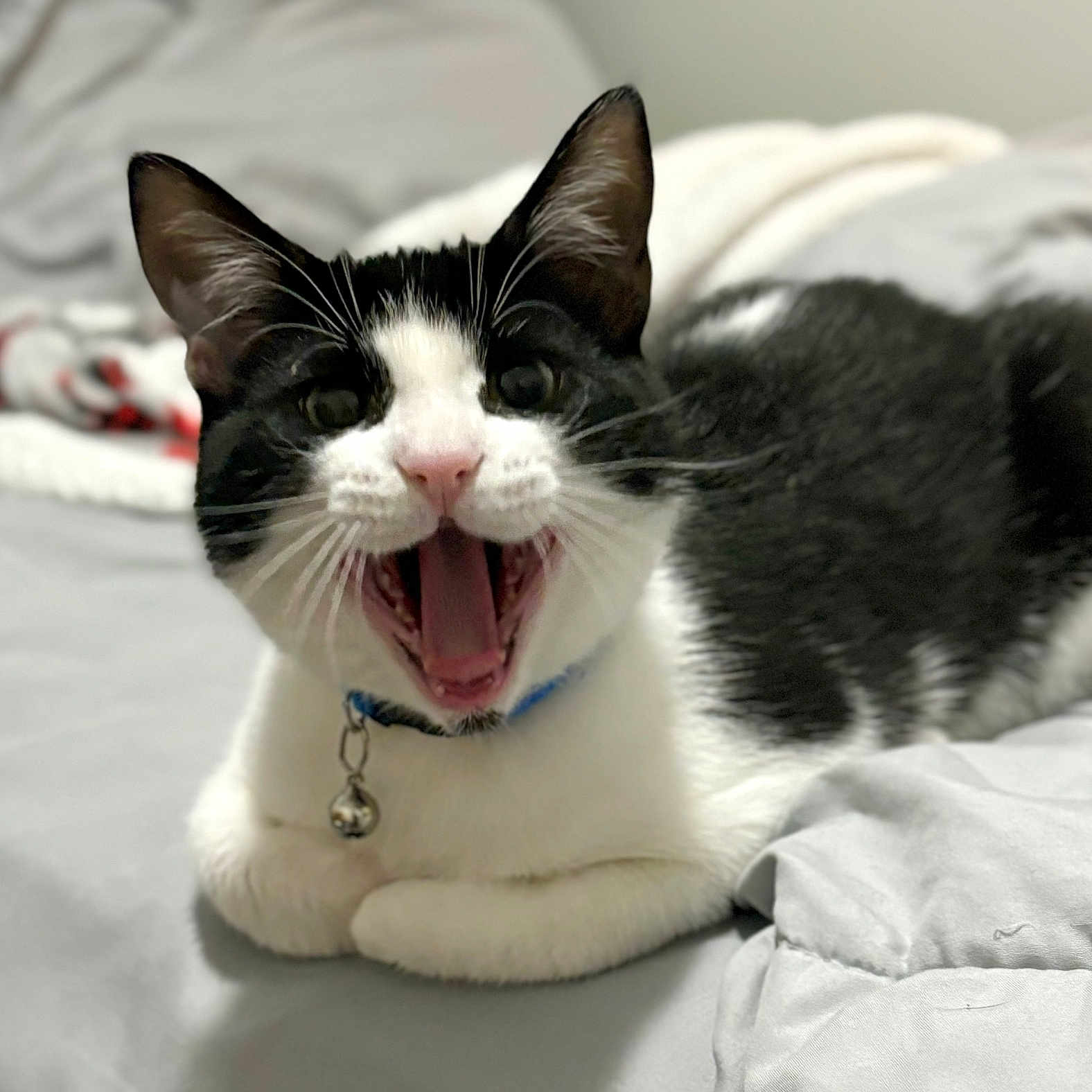Tito